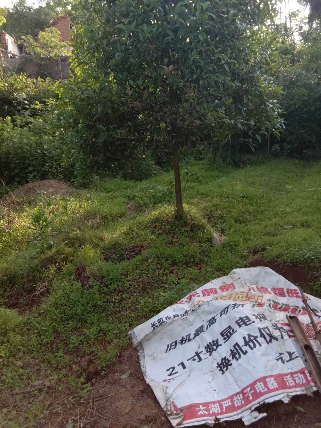 4米高桂花树