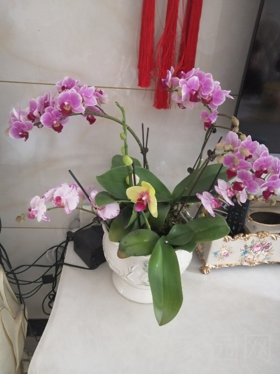 晶星家园  55㎡ 550元/月