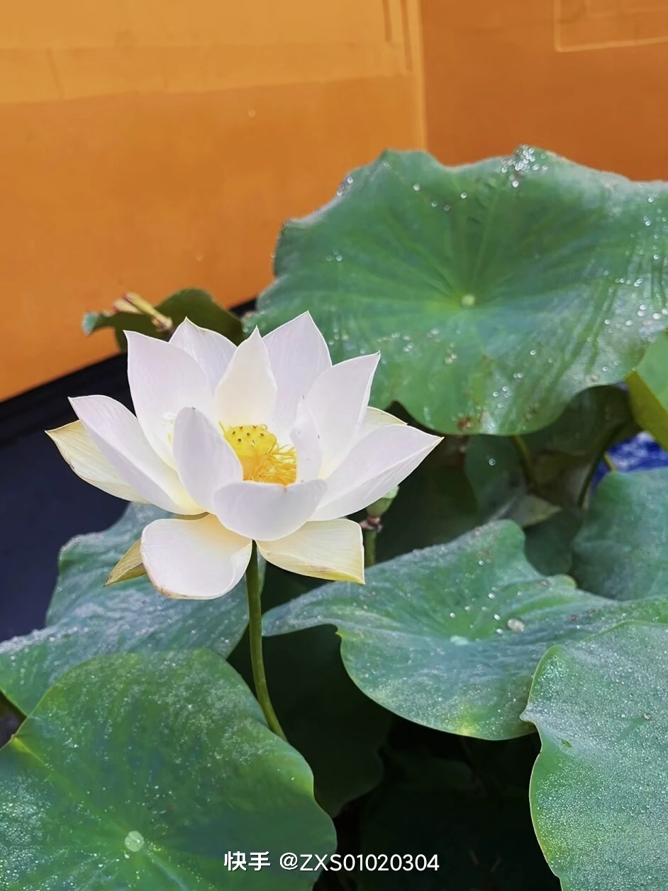 文博园烟雨江南  85㎡ 1000元/月