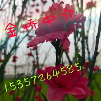 幸福家园 3室 128㎡ 88万 毛坯