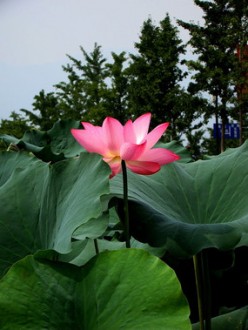 玉龙华府 3室 118㎡ 105万 精装修