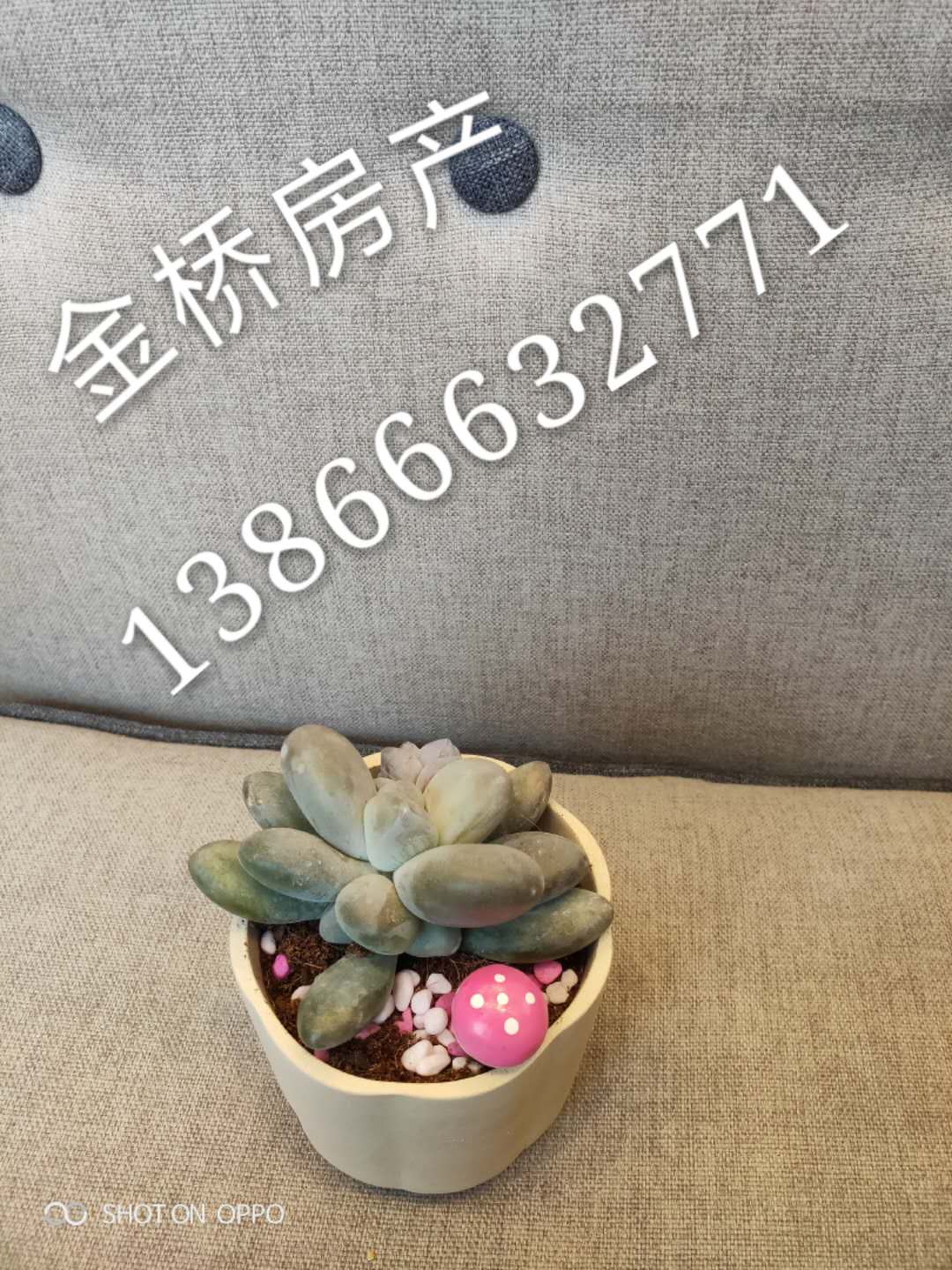 太湖县农机局  86㎡ 68万元