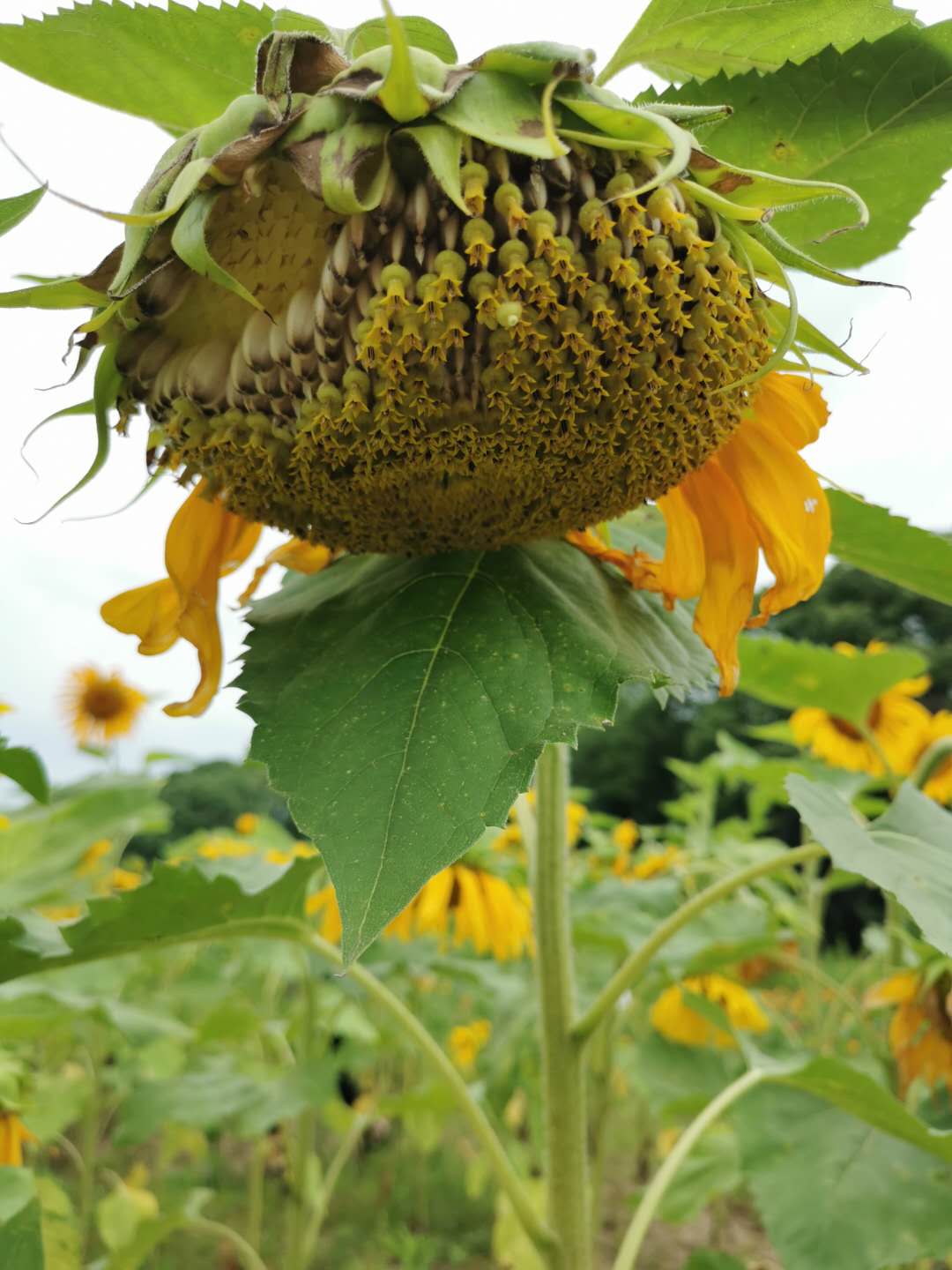 文博园烟雨江南  67㎡ 62万元，复式楼