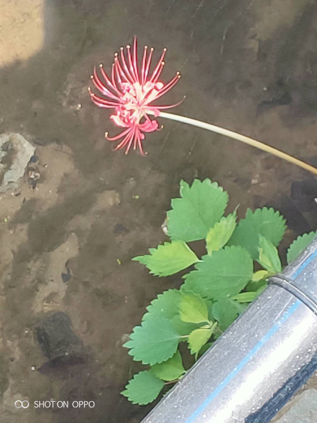 普贤花园  100㎡ 82.8万元